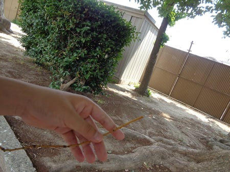 お子さんが撮影した写真、手と枝